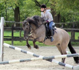 Reitschule Köln: Springlehrgang für Anfänger