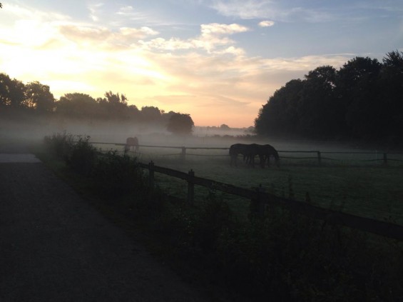 Unsere Weiden im Herbstlicht